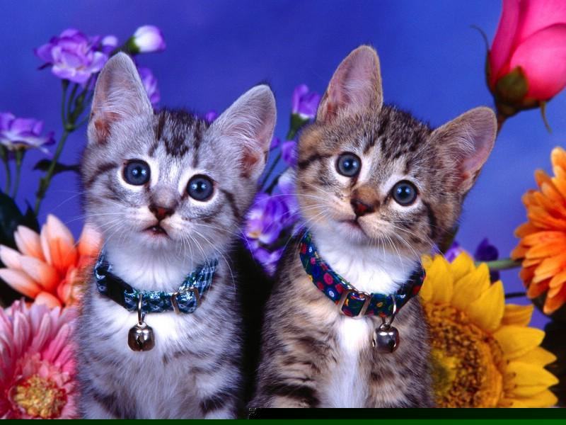 无锡化妆品生物安全实验室装修(化妆品检测实验室)